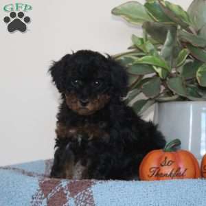 Glee, Cavapoo Puppy